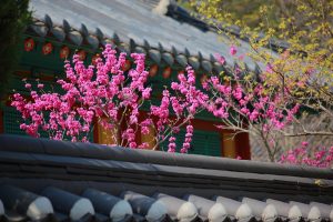 Best Online Mahjong Tips Tricks for 2026